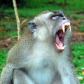 a silver monkey bares its fangs aggressively