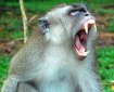 a silver monkey bares its fangs aggressively