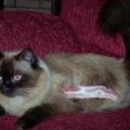 A fluffy Himalayan cat lles on a pink chair looking moderately perturbed by the rasher of bacon taped to its flank