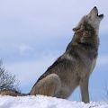 A wolf sitting on its haunches in the snow, its muzzle pointing upwards, howling.