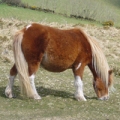 Chestnut Shetland pony grazing.