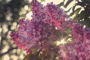 Lilac blooms with the sun shining through them