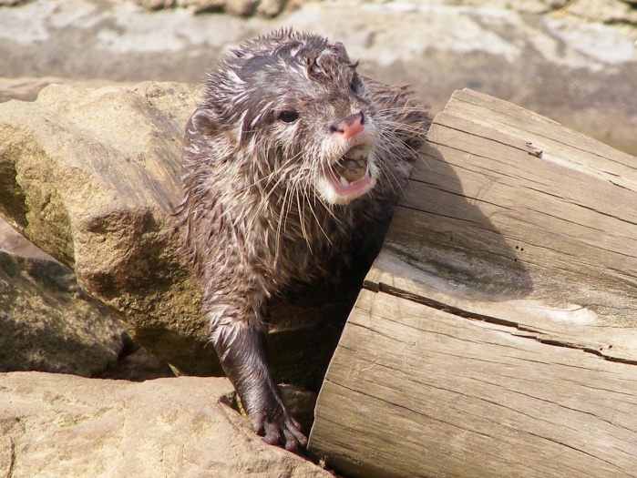 Otter emerging from a hollow log, teeth bared