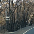 Burned trees and melted road sign by roadside